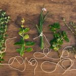 Plantas medicinales que no pueden faltar en tu botiquín