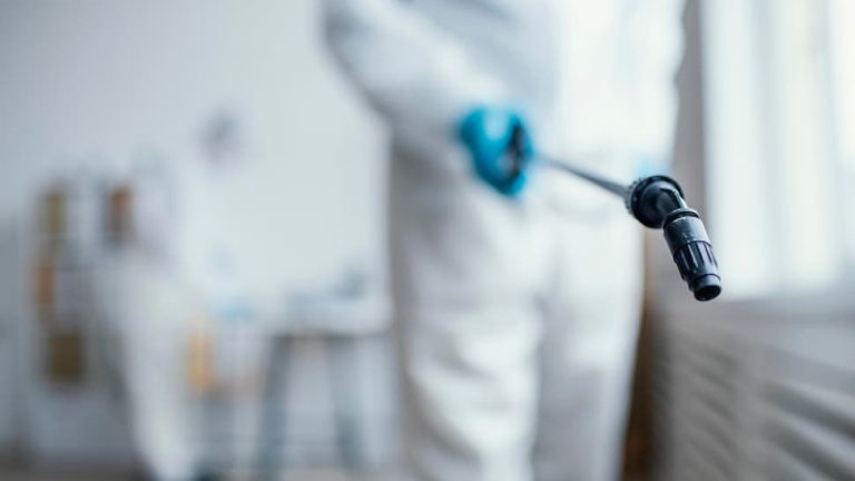 Cucarachas en casa: qué riesgos pueden suponer para la salud y cómo controlar una plaga
